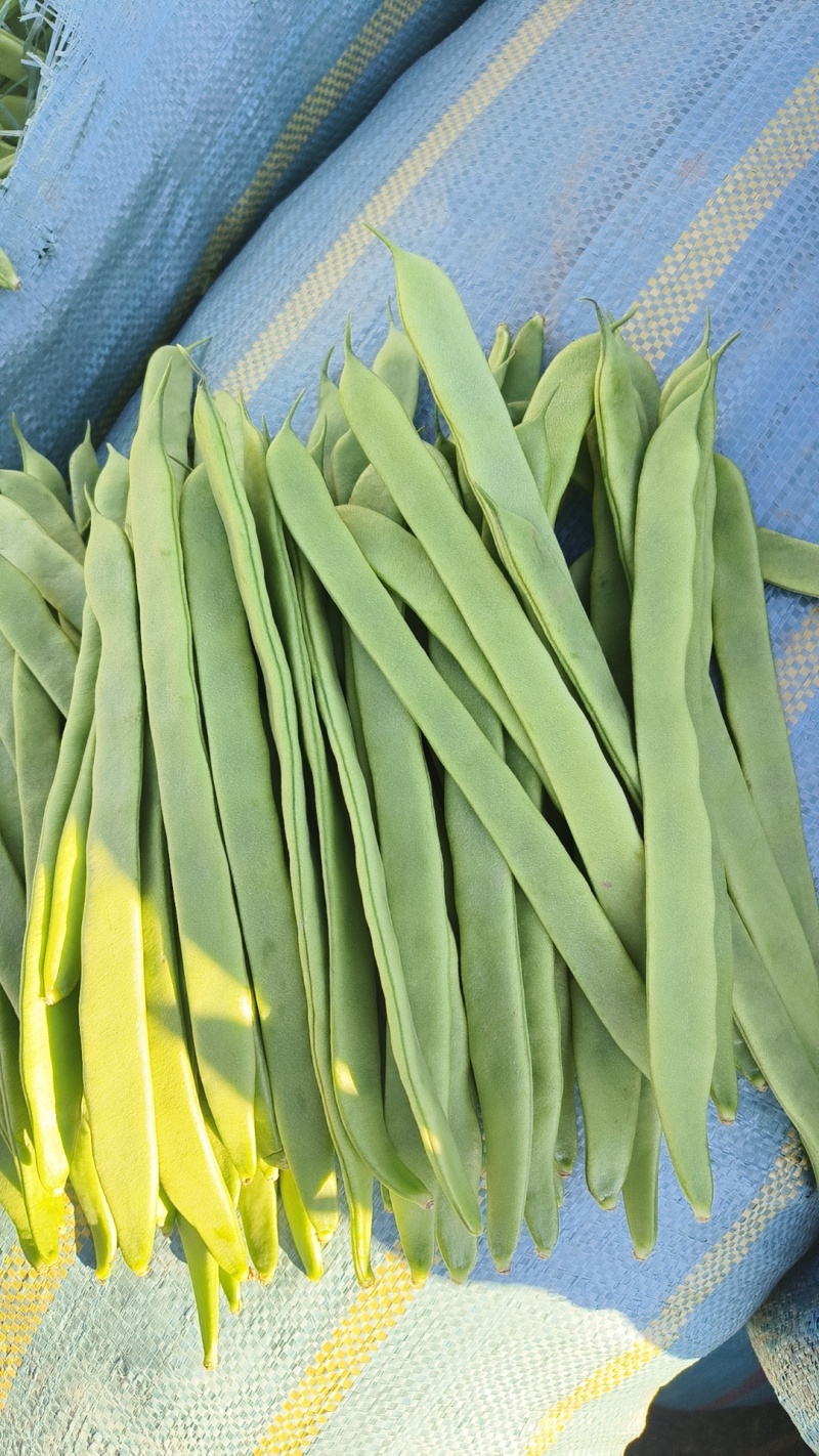 云南场地直发各种豆角有扁豆小金豆无筋豆等……