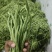 云南场地直发各种豆角有扁豆小金豆无筋豆等……