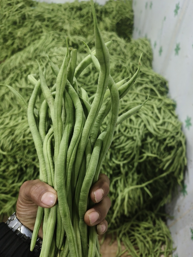 云南场地直发各种豆角有扁豆小金豆无筋豆等……
