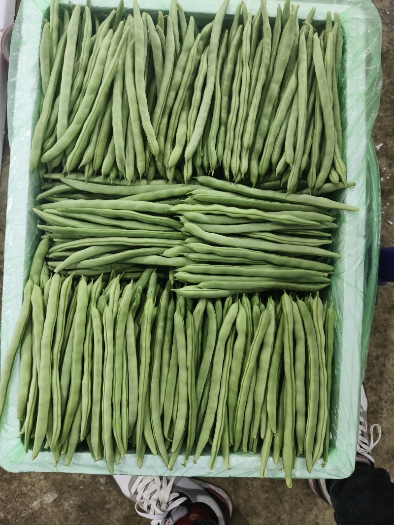 云南场地直发各种豆角有扁豆小金豆无筋豆等……