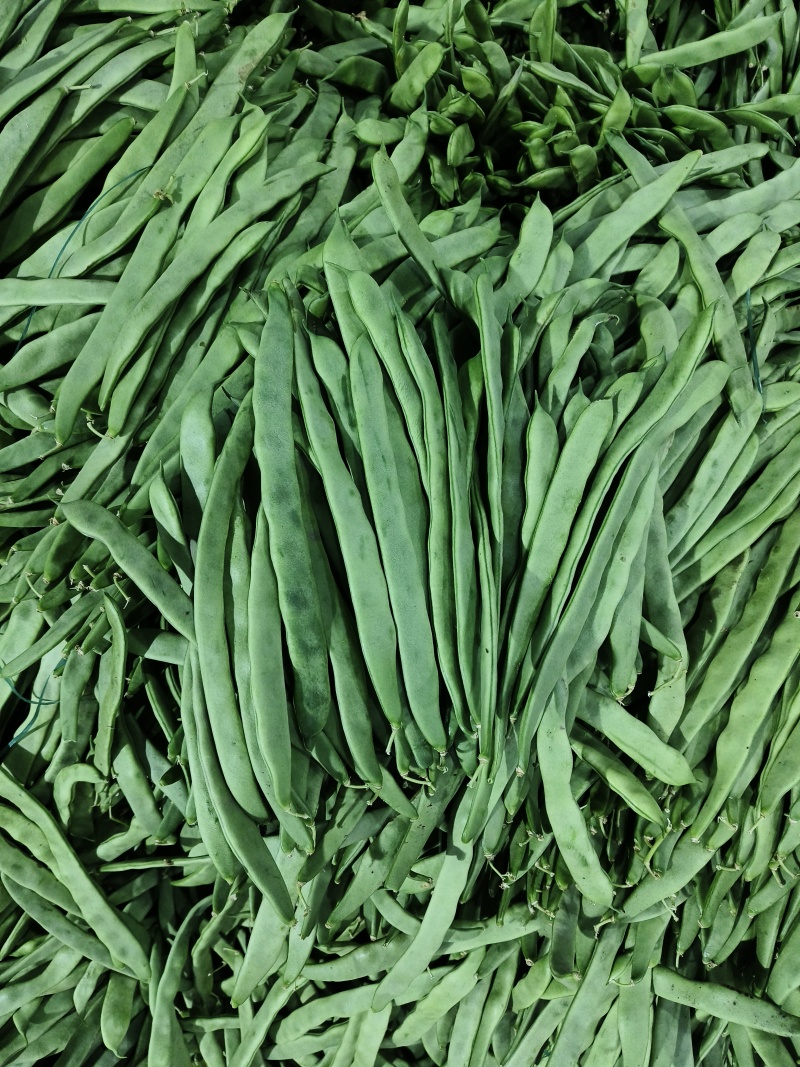 云南场地直发各种豆角有扁豆小金豆无筋豆等……