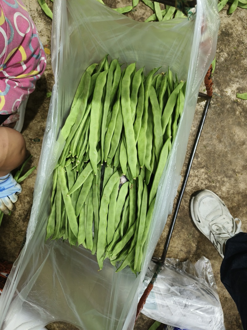 云南场地直发各种豆角有扁豆小金豆无筋豆等……