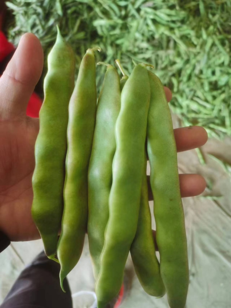 优质紫花油豆角.量大质优产地直发欢迎新老客户前来选购