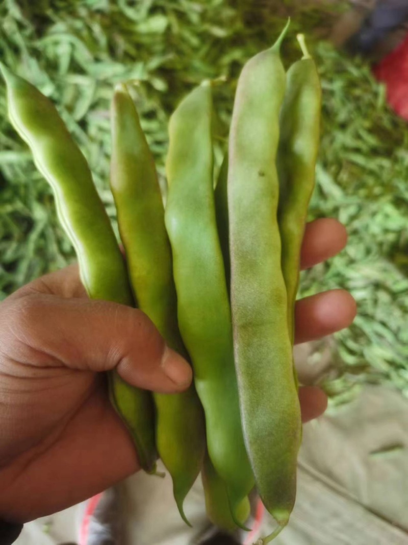 优质紫花油豆角.量大质优产地直发欢迎新老客户前来选购