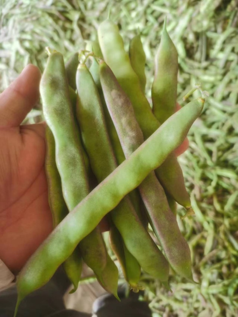 优质紫花油豆角.量大质优产地直发欢迎新老客户前来选购