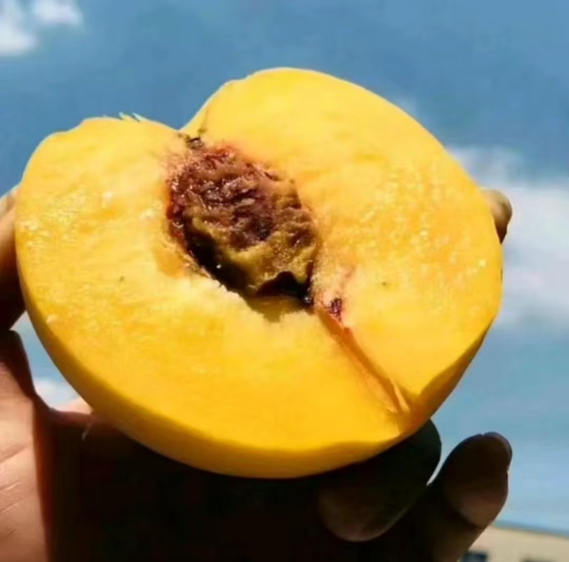 不同桃品种横切面拼图