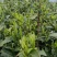 江西省修水县宁红茶