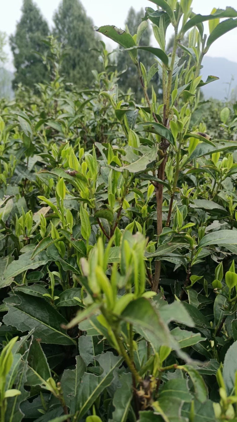江西省修水县宁红茶