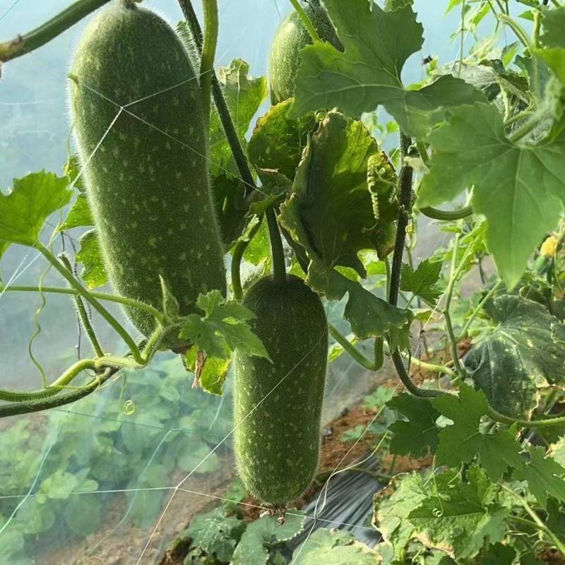 广西毛节瓜大量供应.支持社区电商平台..