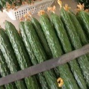 四川黄瓜，顶花密刺，产地直供