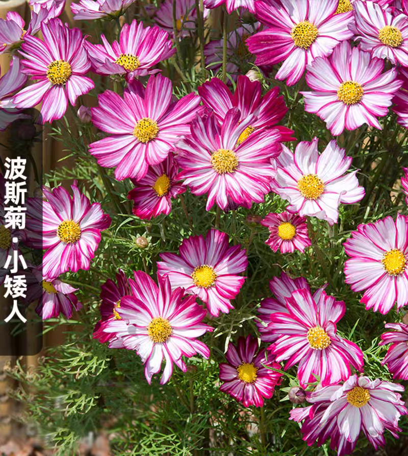 紫色小矮人矮波斯菊种子花边奏鸣曲格桑花种籽长花期盆