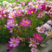 紫色小矮人矮波斯菊种子花边奏鸣曲格桑花种籽长花期盆