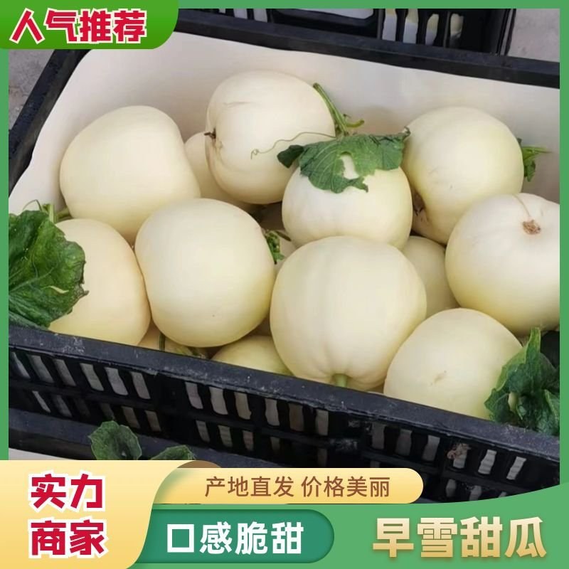 【实力推荐】甜瓜早雪甜瓜小白瓜博阳等各种香瓜都大量上市