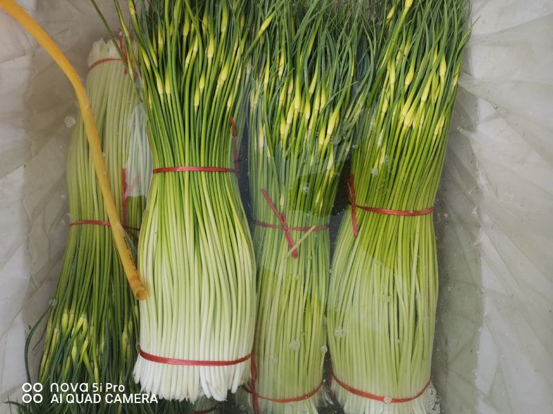 蒜苔红帽蒜苔精品加工蒜苔长期供应对接电商超市量大从优