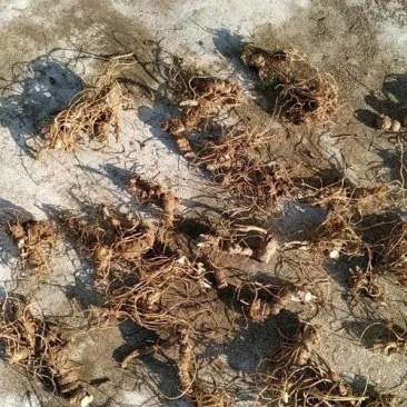 纯野生中药材苍术，鲜货干货，苍术种苗，质量保证