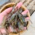 微山湖野生河虾新鲜的活虾速冻淡水小河虾急冻小草虾青虾醉虾