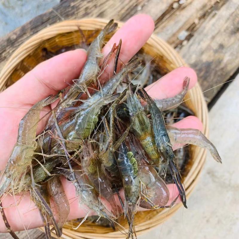 微山湖野生河虾新鲜的活虾速冻淡水小河虾急冻小草虾青虾醉虾