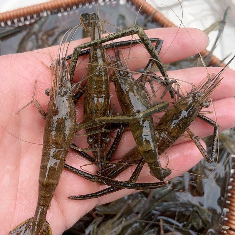 微山湖野生河虾新鲜的活虾速冻淡水小河虾急冻小草虾青虾醉虾