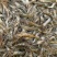 微山湖野生河虾新鲜的活虾速冻淡水小河虾急冻小草虾青虾醉虾