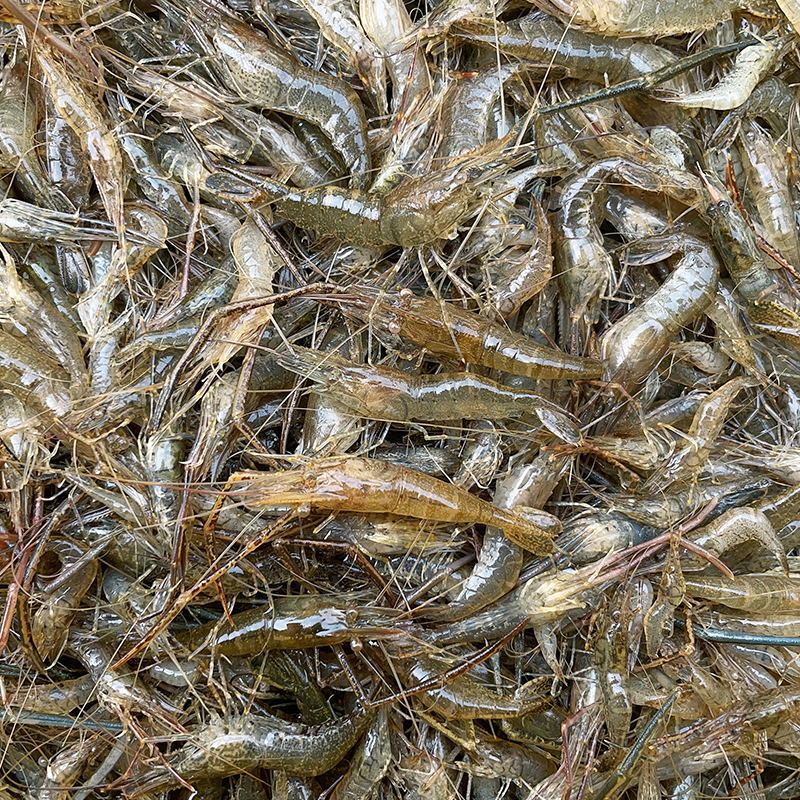 微山湖野生河虾新鲜的活虾速冻淡水小河虾急冻小草虾青虾醉虾