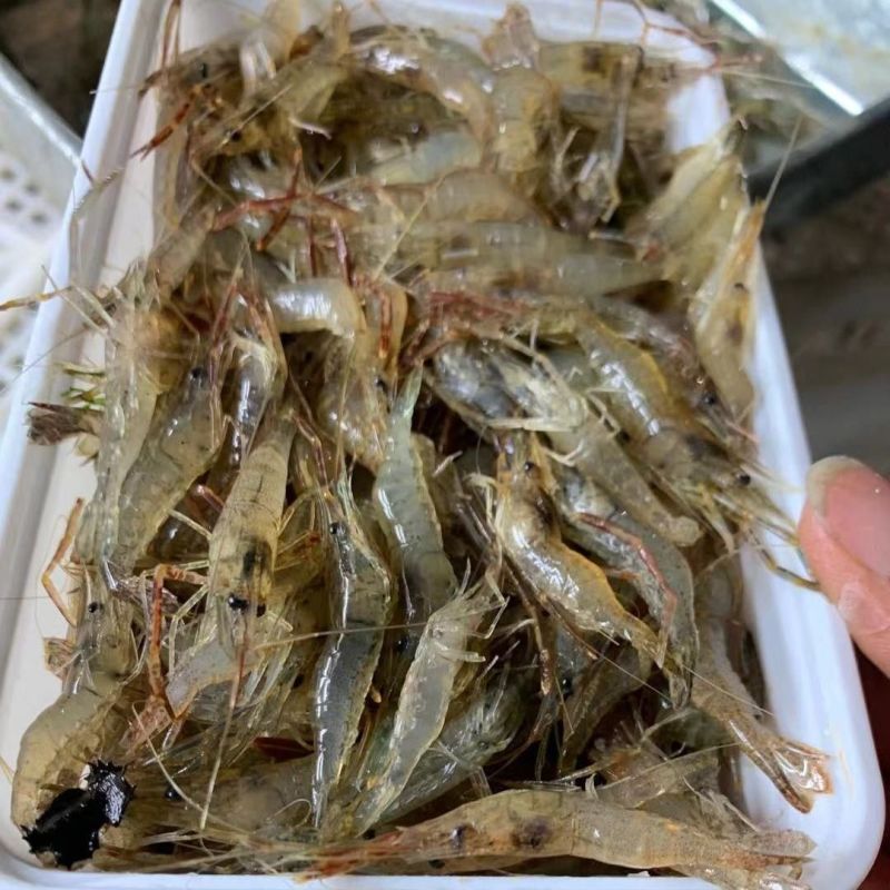 微山湖野生河虾新鲜的活虾速冻淡水小河虾急冻小草虾青虾醉虾