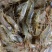微山湖野生河虾新鲜的活虾速冻淡水小河虾急冻小草虾青虾醉虾