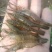 微山湖野生河虾新鲜的活虾速冻淡水小河虾急冻小草虾青虾醉虾