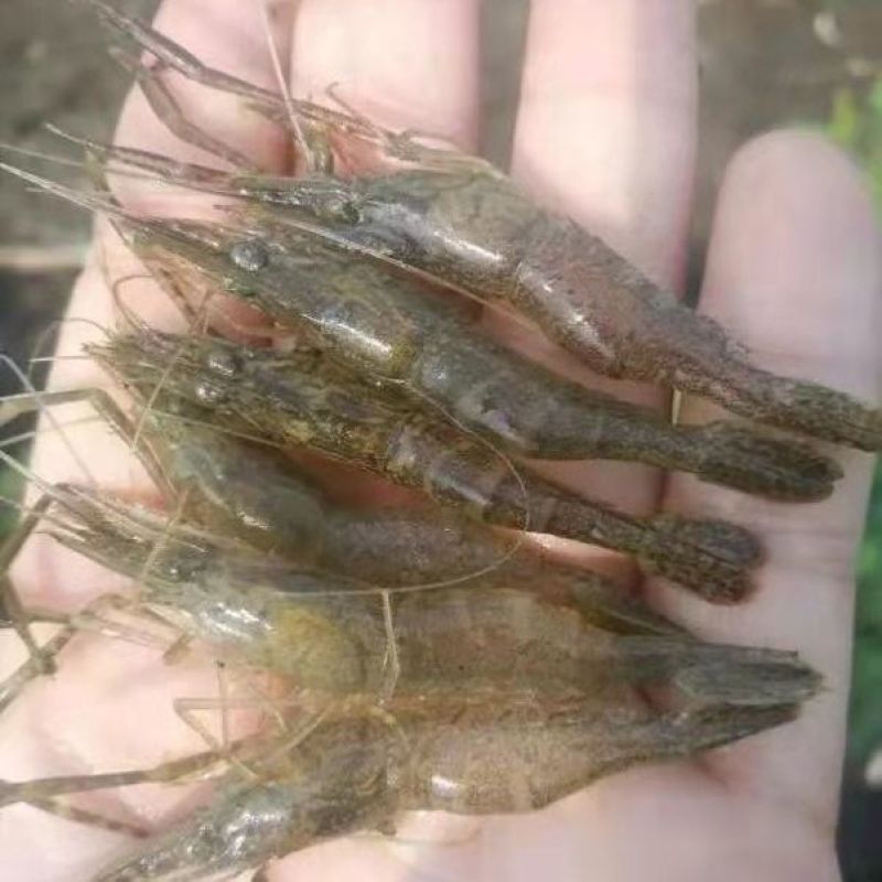 微山湖野生河虾新鲜的活虾速冻淡水小河虾急冻小草虾青虾醉虾