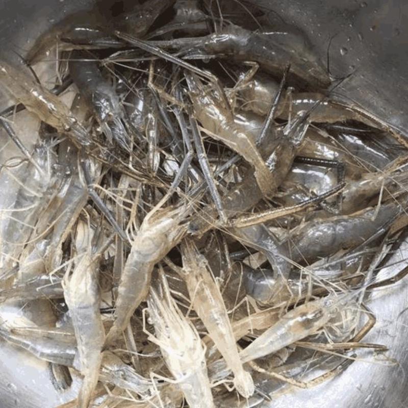 微山湖野生河虾新鲜的活虾速冻淡水小河虾急冻小草虾青虾醉虾