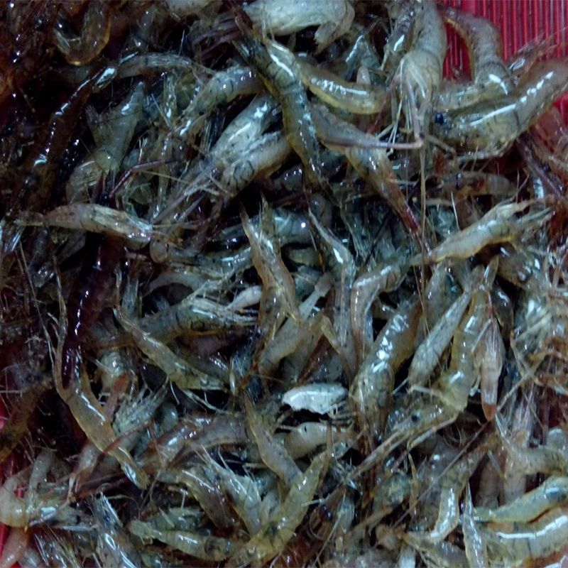微山湖野生河虾新鲜的活虾速冻淡水小河虾急冻小草虾青虾醉虾