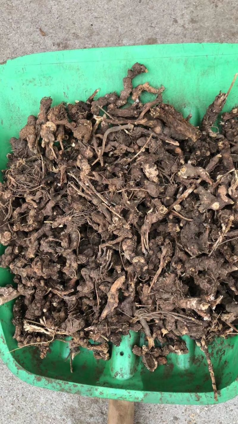 纯野生中药材苍术，鲜货干货，苍术种苗，质量保证