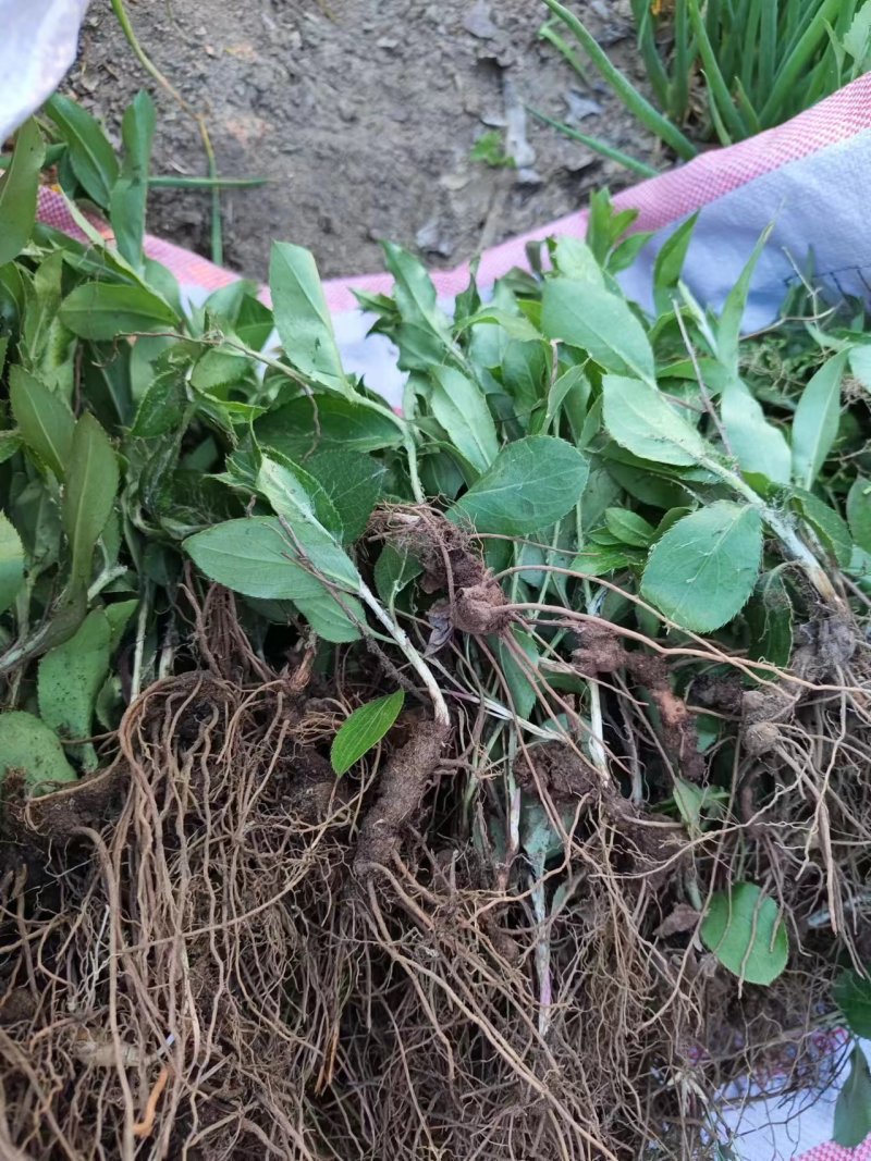 纯野生中药材苍术，鲜货干货，苍术种苗，质量保证