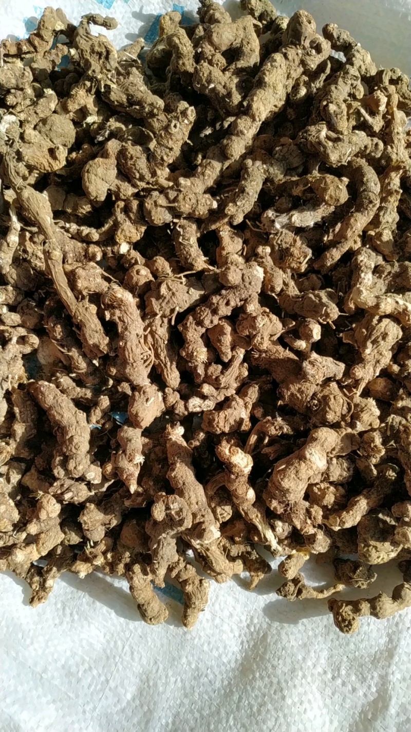 纯野生中药材苍术，鲜货干货，苍术种苗，质量保证