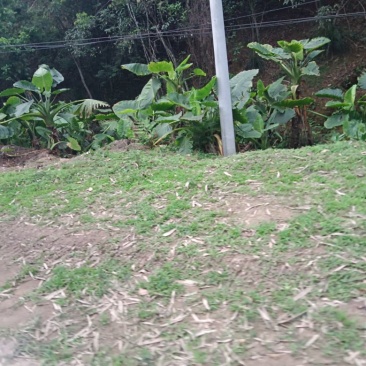 滴水观音
