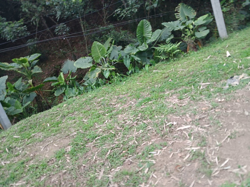 滴水观音
