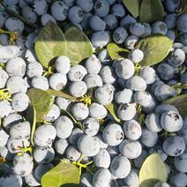 【推荐商家】山东蓝莓莱克西蓝莓产地直发大量有货来电更优惠