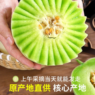 【优选】滑县玉菇甜瓜，专业供应，量大从优，保质保量，全国对接