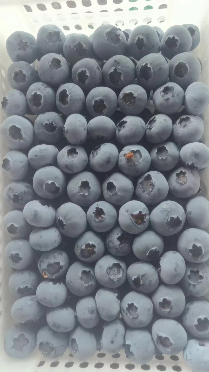 【推荐商家】山东蓝莓莱克西蓝莓产地直发大量有货来电更优惠