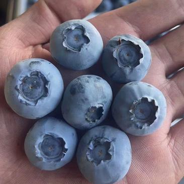 【热卖】薄雾蓝莓山东蓝莓大量有货产地直发来电更优惠