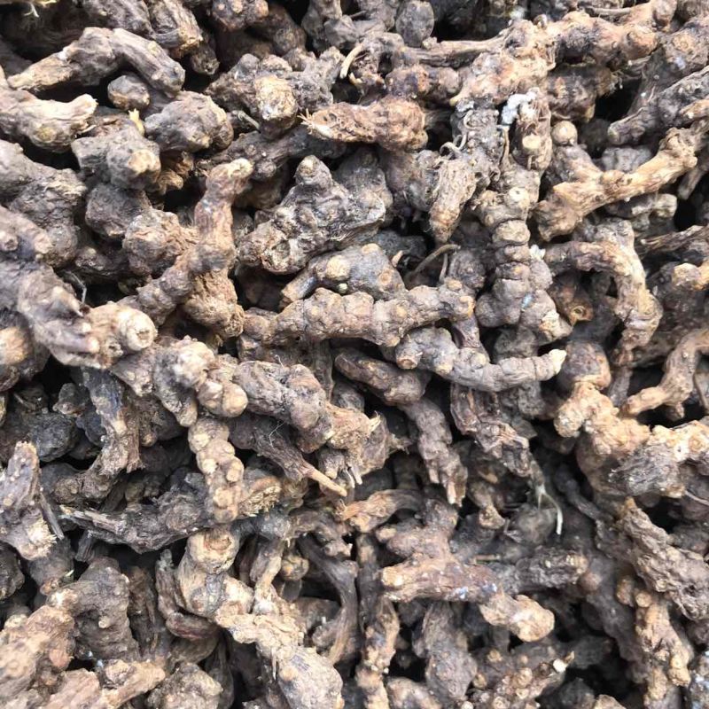 纯野生中药材苍术，鲜货干货，苍术种苗，质量保证