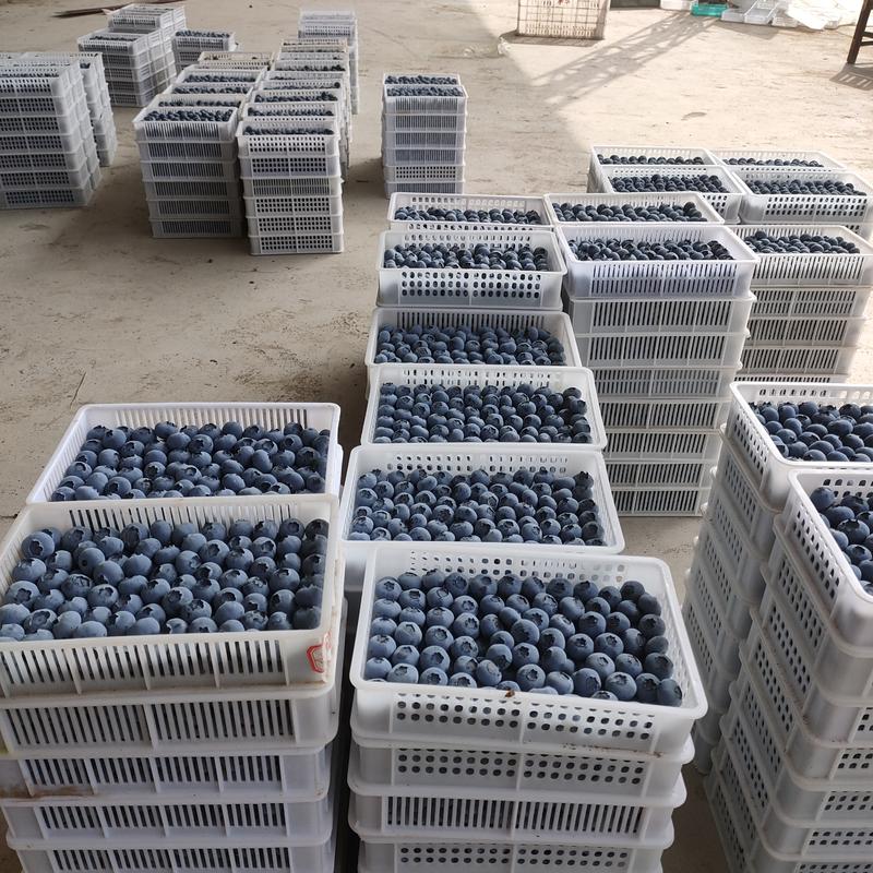 【优选商家】云雀蓝莓山东蓝莓大量有货产地直发来电更优惠
