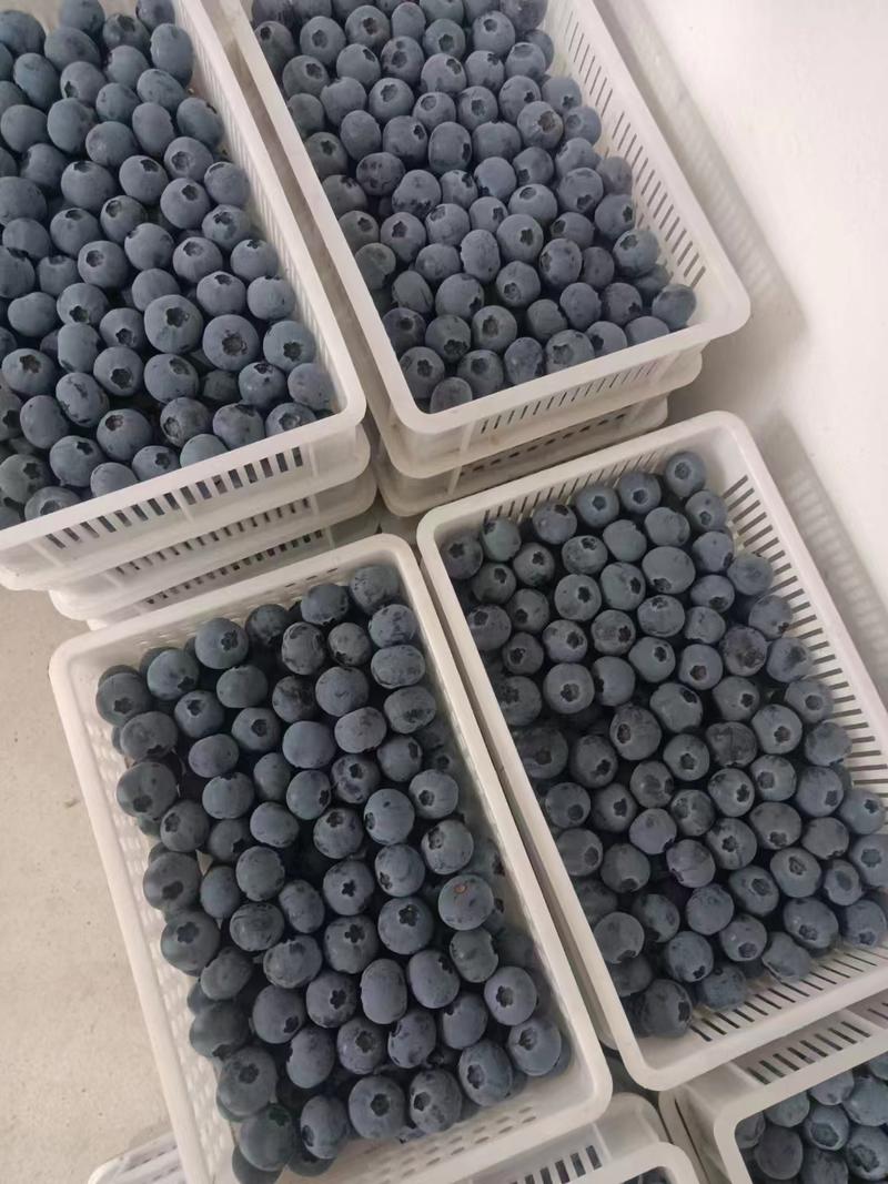 【蓝莓】F6蓝莓H5蓝莓L11蓝莓L25蓝莓大量有货来电