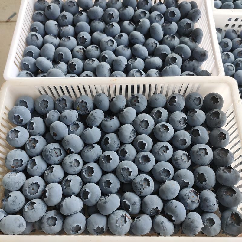 【蓝莓】F6蓝莓H5蓝莓L11蓝莓L25蓝莓大量有货来电
