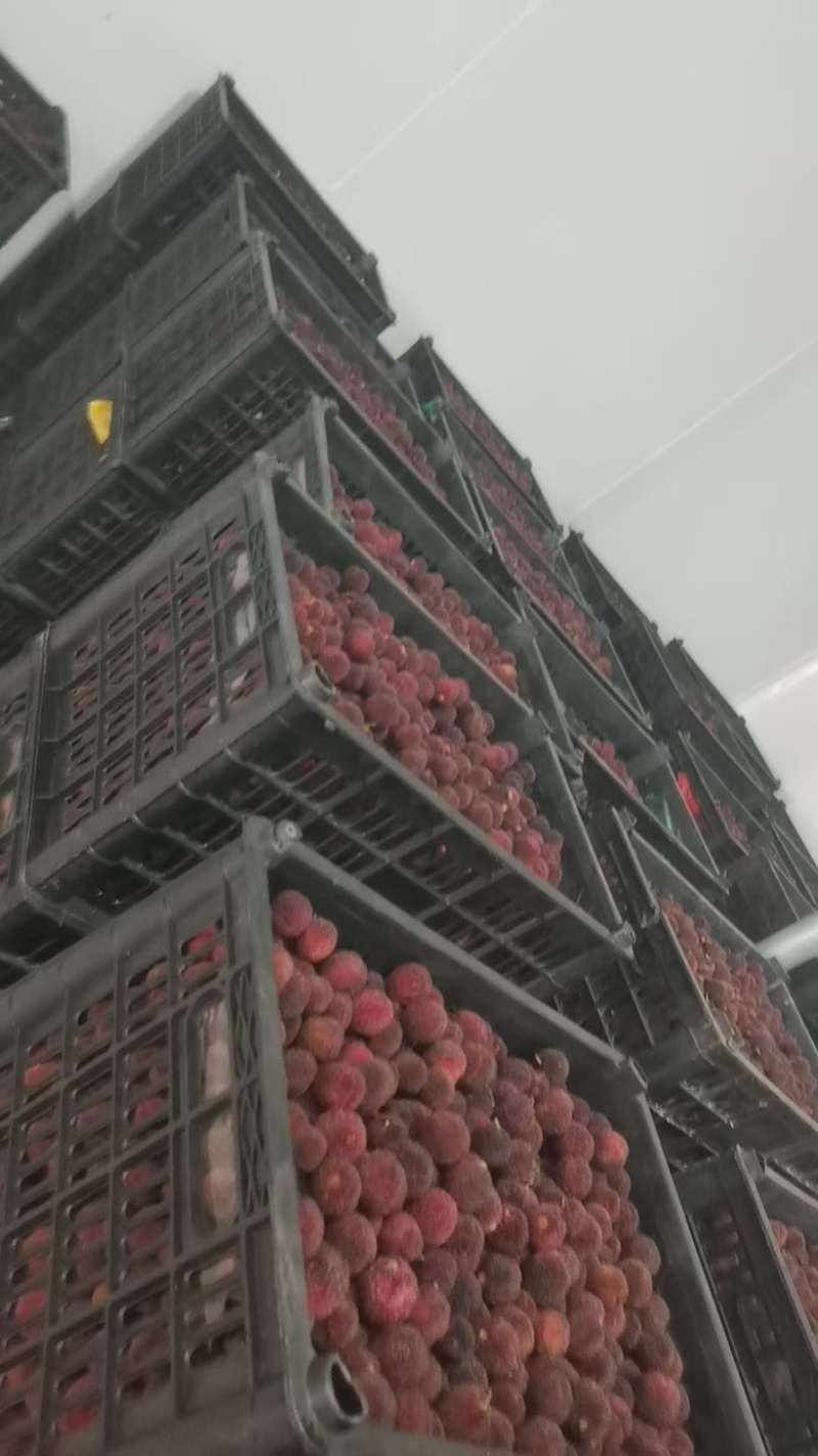 杨梅准备上市啦需要的老板来电飞机果精品果工厂红果