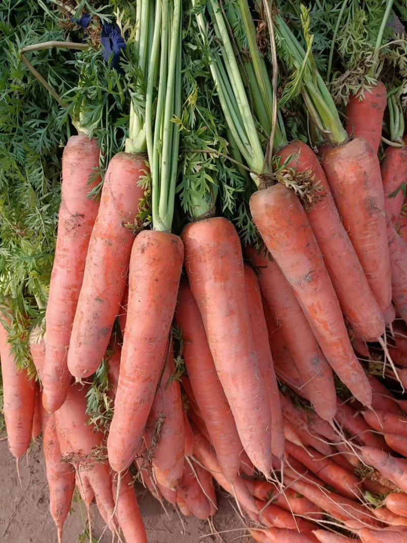 【规格齐全】开封胡萝卜，万亩基地，价格优惠，对接商超市场