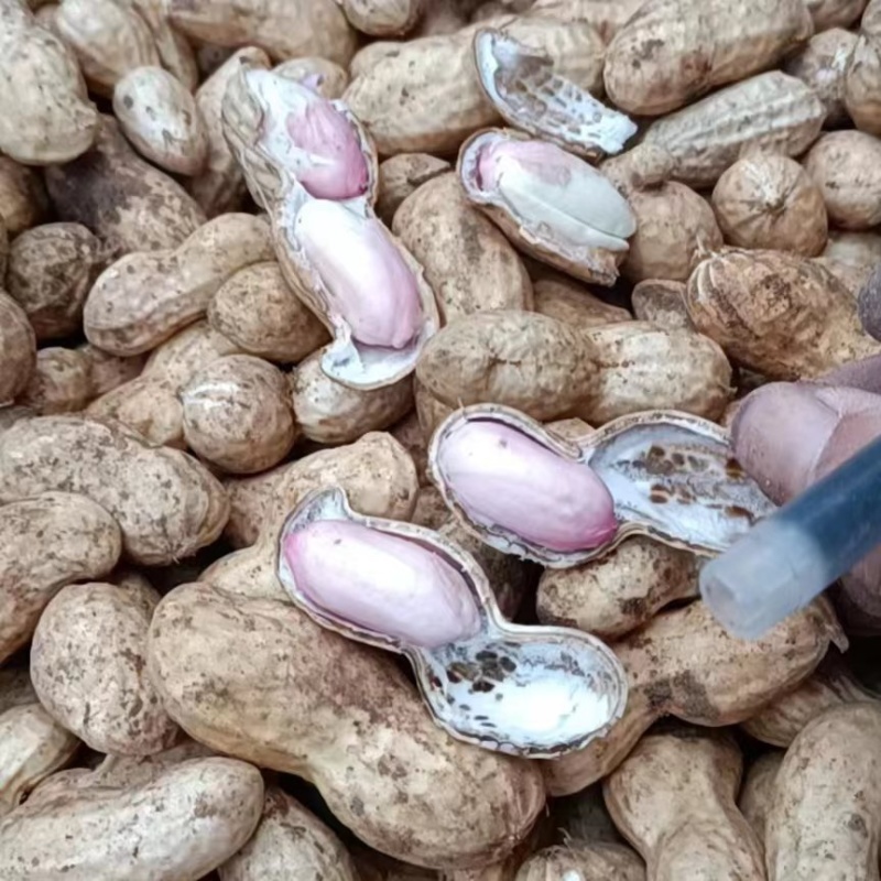 新鲜花生大白沙鲁花产地直发手选果过筛电商货