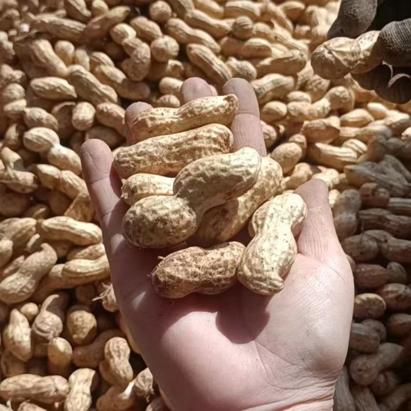 新鲜花生大白沙鲁花产地直发手选果过筛电商货