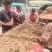 新鲜花生大白沙鲁花产地直发手选果过筛电商货