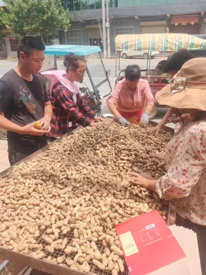 新鲜花生大白沙鲁花产地直发手选果过筛电商货