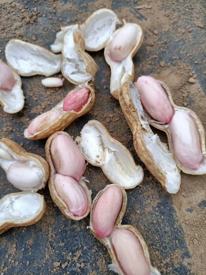 新鲜花生大白沙鲁花产地直发手选果过筛电商货
